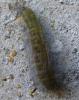 Acronicta leporina